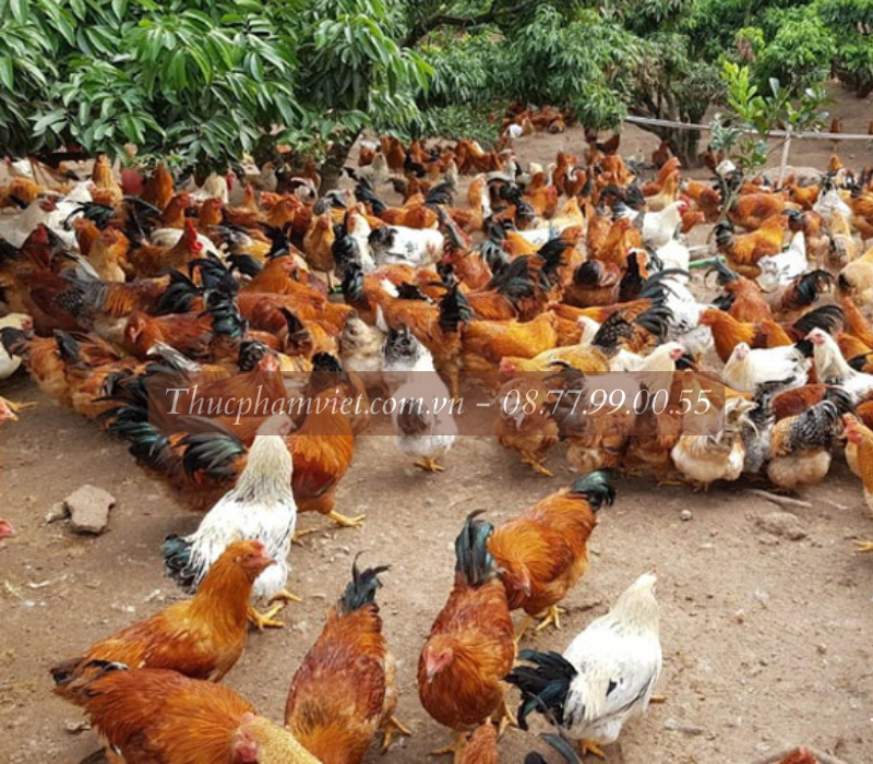 Cung cấp gà giống tại Vũng Tàu