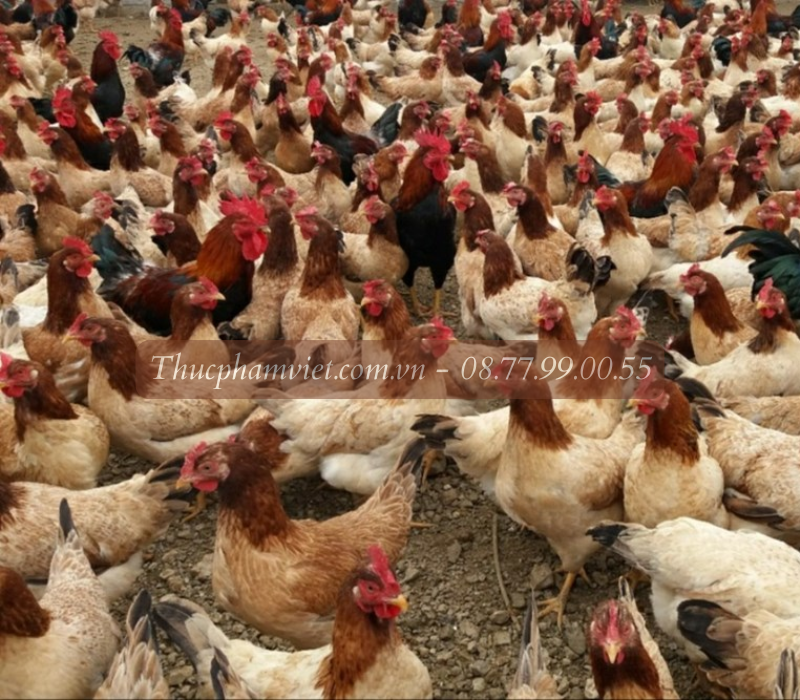 Nơi cung cấp gà giống tại Kiên Giang