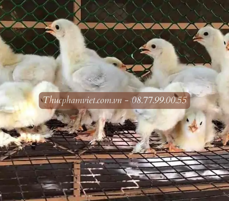 Trại gà giống An Giang