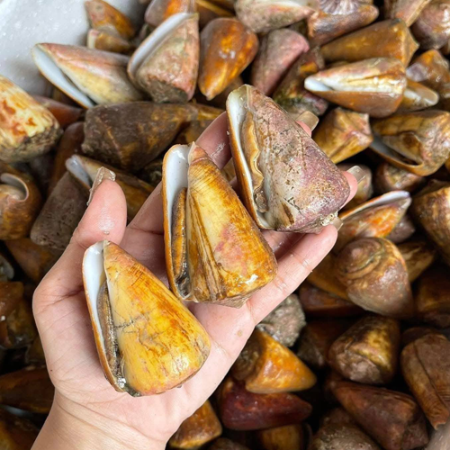 Ốc Nhảy Cái 20 – 30 Con/kg