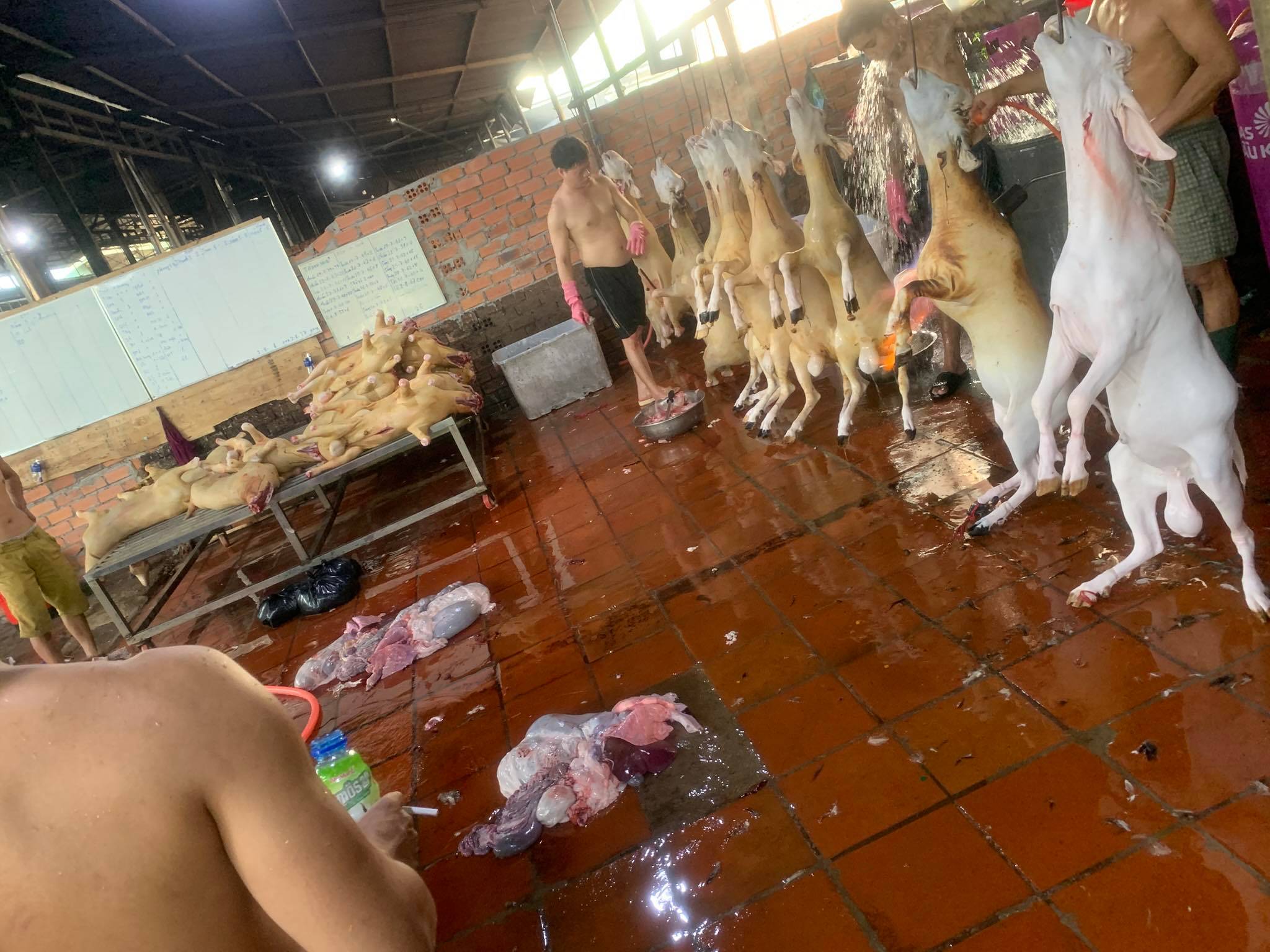 Cung cấp dê tươi sỉ lẻ tại quận 12, tphcm