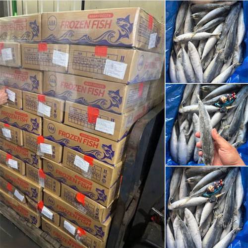 Nục Bông Saba IQF 60/80