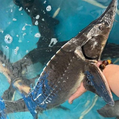 Bán Cá Tầm Tại Thanh Hóa