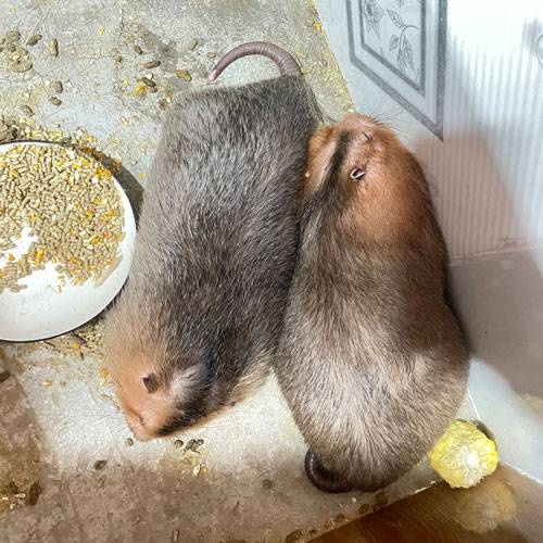 Mua Dúi Thịt Ở TPHCM