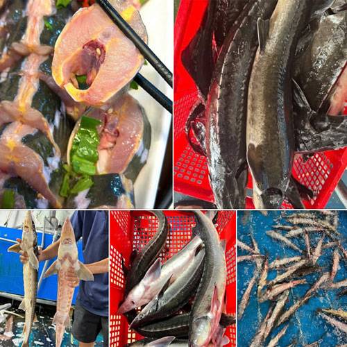 Mua Cá Tầm Ở Hà Đông