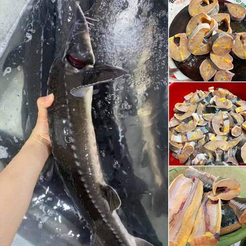 Cá Tầm Nam Định Giá Sỉ & Lẻ