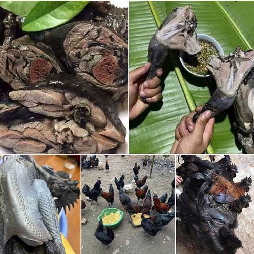 Bán Gà H’Mông Thuần Chủng