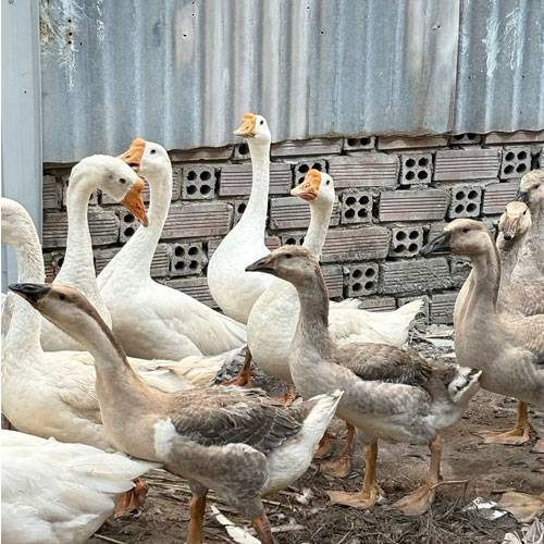 Giá ngỗng thịt bao nhiêu tiền 1kg