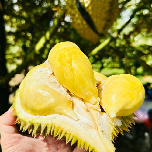 Vựa Sầu Riêng Gần Đây