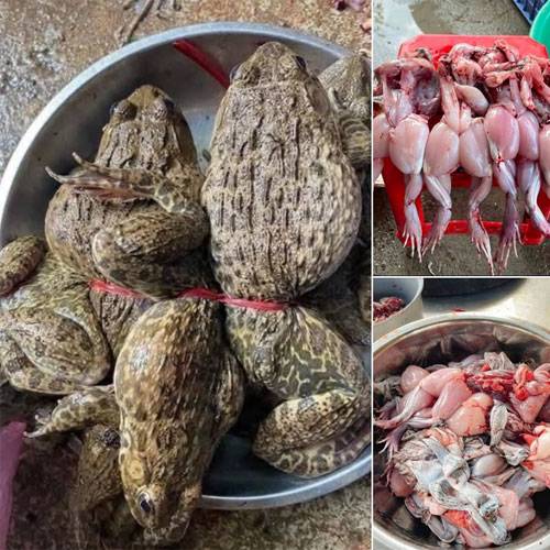 Giá Ếch Thịt Hôm Nay | Cập Nhật Mới Nhất & Giá Sỉ
