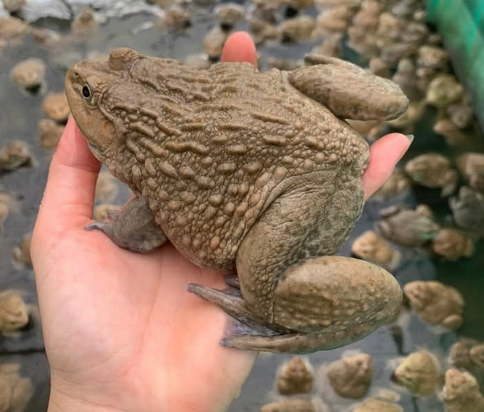 Giá Ếch Thịt Miền Nam Hôm Nay | Cập Nhật Mới Nhất & Giá Sỉ