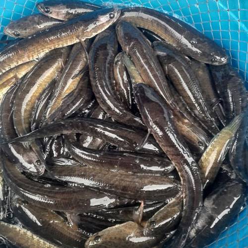 Giá Cá Lóc Nuôi Tại Ao Hôm Nay | Cập Nhật Giá Mới Nhất