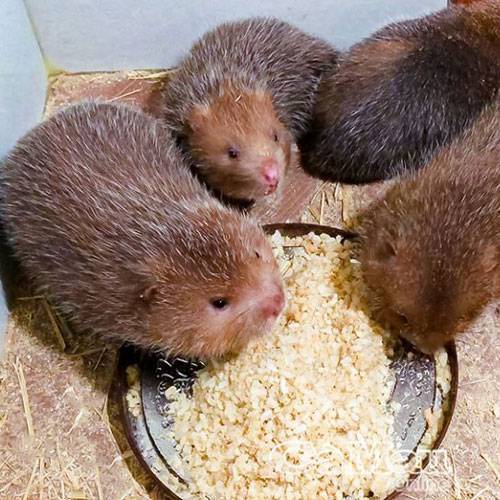 Mua Dúi Thịt Ở TPHCM | Dúi Rừng Tươi Ngon Giá Sỉ & Lẻ