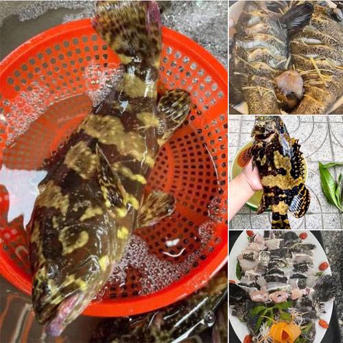 Giá Cá Bống Mú Chợ Bình Điền Hôm Nay | Hải Sản Tươi Giá Sỉ