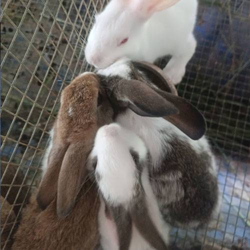 Thịt Thỏ Tươi TPHCM