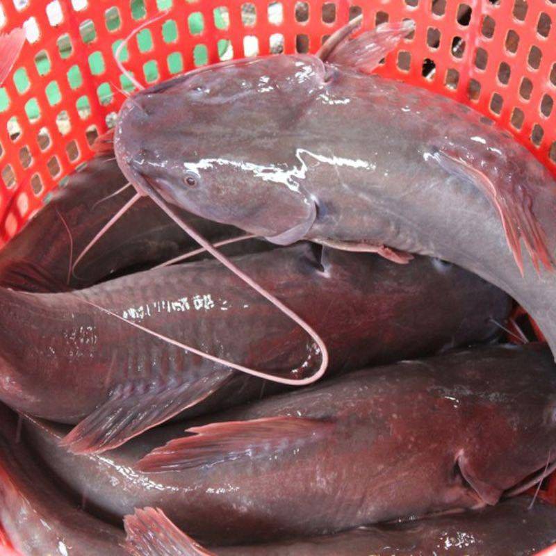 Giá Cá Lăng Đuôi Đỏ Hôm Nay | Bao Nhiêu 1kg? Cập Nhật Mới Nhất