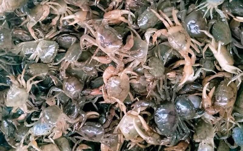 Giá Cua Đồng Tại TPHCM Hôm Nay | Bao Nhiêu 1kg? Cập Nhật Mới