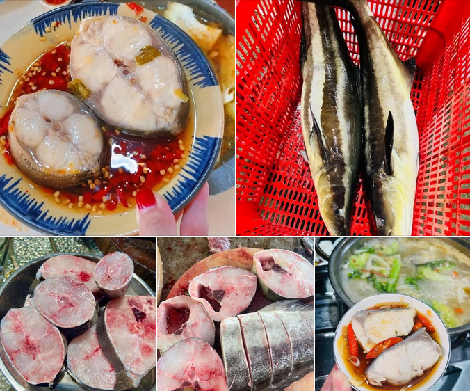 Giá Cá Bớp Tại Chợ Bình Điền Hôm Nay | Bao Nhiêu 1kg?