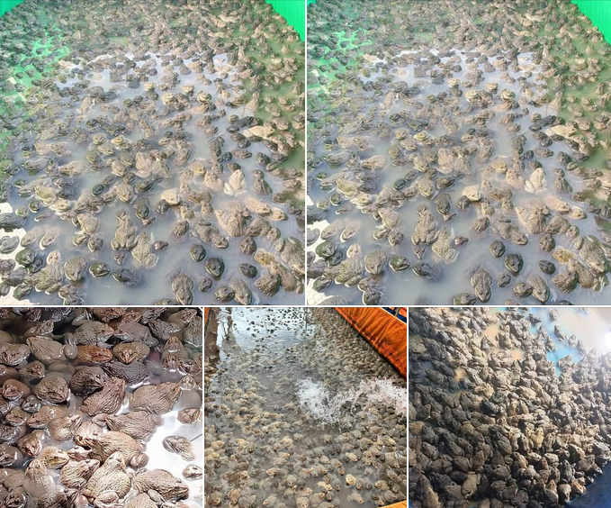 Giá Ếch Thịt Hôm Nay Tại Vĩnh Long | Bao Nhiêu 1kg? Cập Nhật Mới