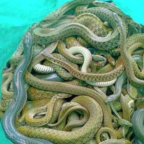 Mua Rắn Thịt Tại TP.HCM