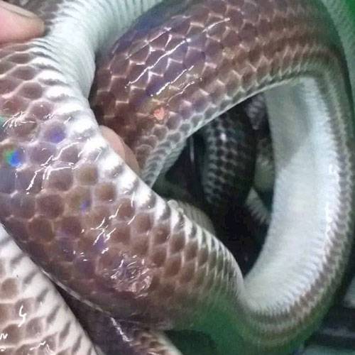 Địa Chỉ Bán Rắn Thịt Quận 1 TP.HCM