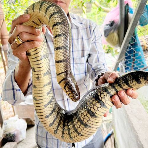 Địa Chỉ Bán Rắn Thịt Quận 2 TP.HCM