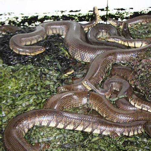 Địa Chỉ Bán Rắn Thịt Quận 3 TP.HCM