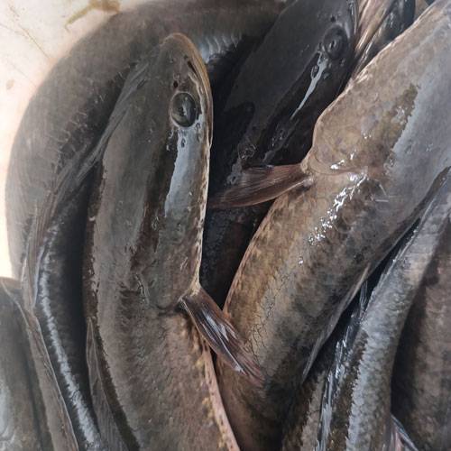 giá cá lóc hôm nay