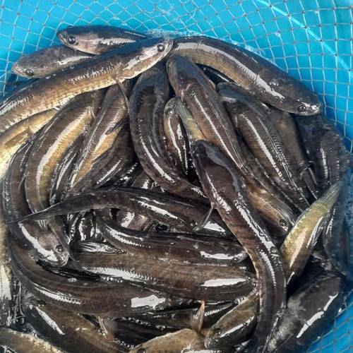 Cá Lóc Nuôi Tại Chợ Bình Điền Hôm Nay