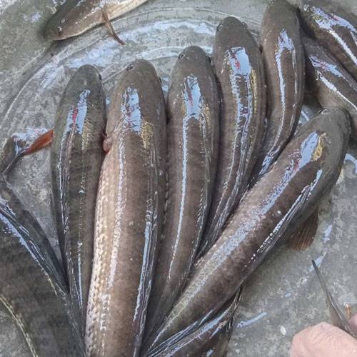 Giá Cá Lóc Đồng Hôm Nay