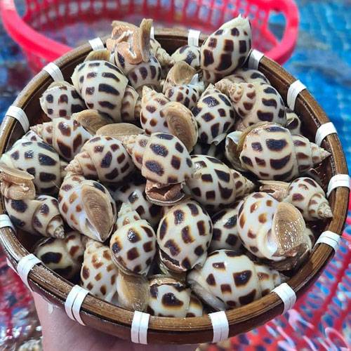 Giá Ốc Hương Chợ Bình Điền Hôm Nay