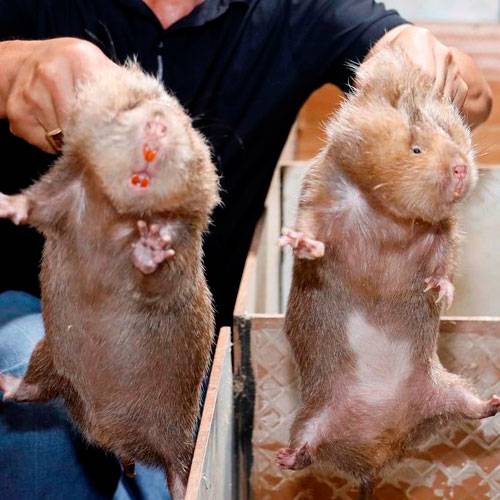 Mua Dúi Thịt Ở TP.HCM