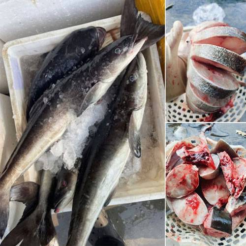 Giá Cá Bớp Tại Chợ Bình Điền Hôm Nay