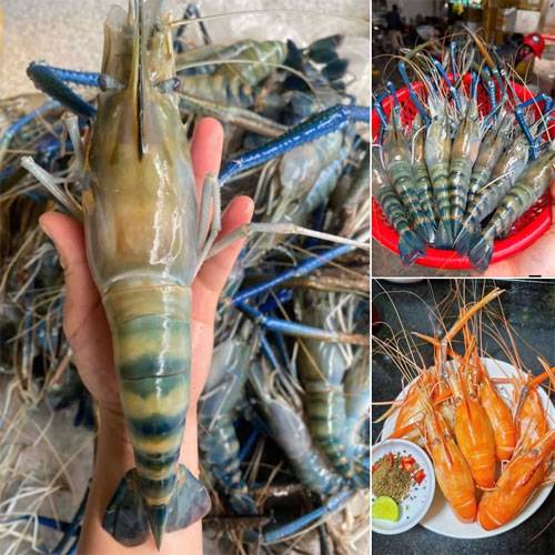 Giá Tôm Càng Xanh Chợ Bình Điền Hôm Nay