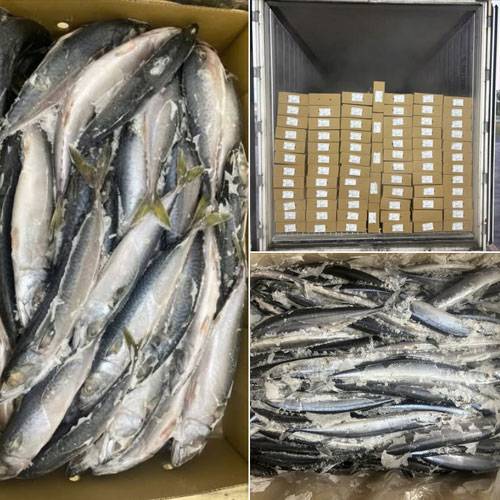 Cá Thu Đông Lạnh Nguyên Con