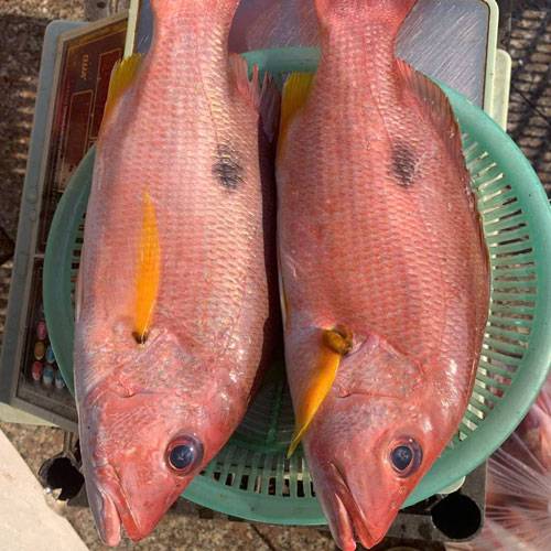 Giá Cá Hồng Biển Hôm Nay