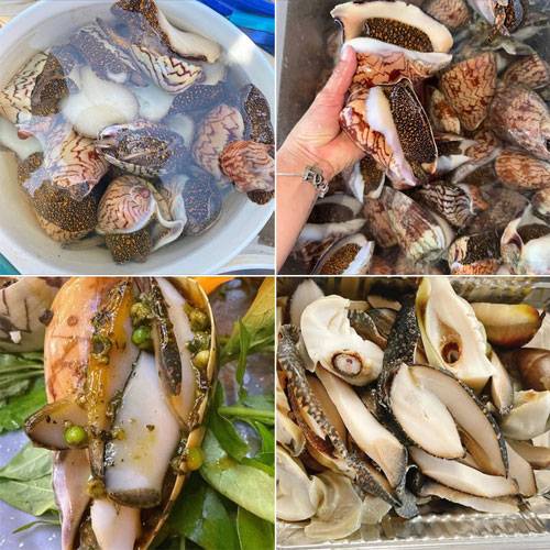 Ốc Giác Giá Bao Nhiêu