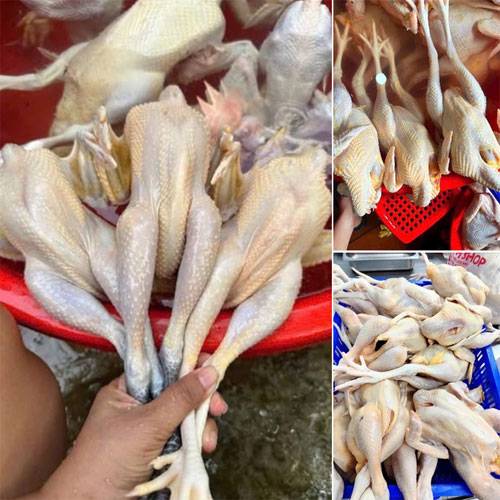 Gà Tre Thả Vườn