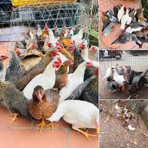 Cung Cấp Gà Tre Thịt