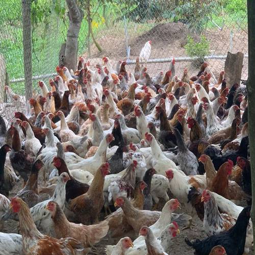 Giá Gà Tre Thịt Hôm Nay