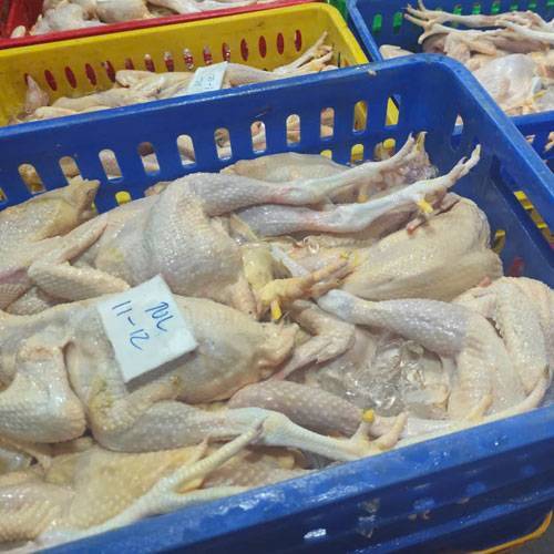 Mua Gà Công Nghiệp Giá Sỉ