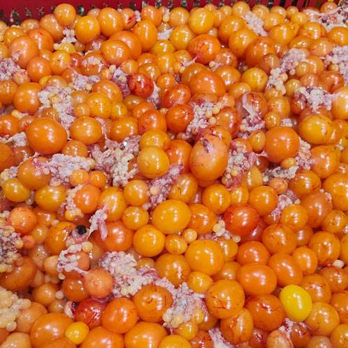 Trứng Gà Non Đông Lạnh