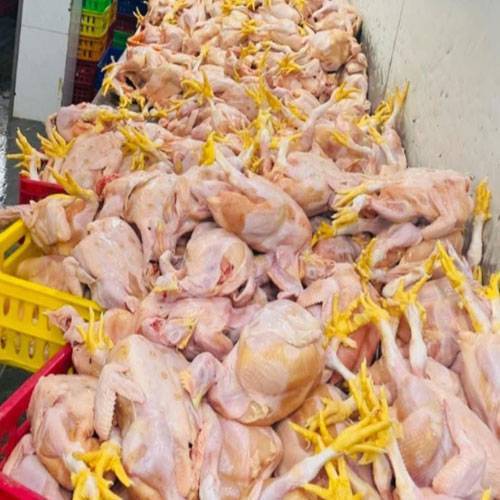 Cung Cấp Thịt Gà Tươi TPHCM