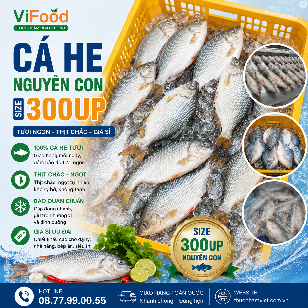 Cá Hè Nguyên Con Size 300UP Giá Sỉ