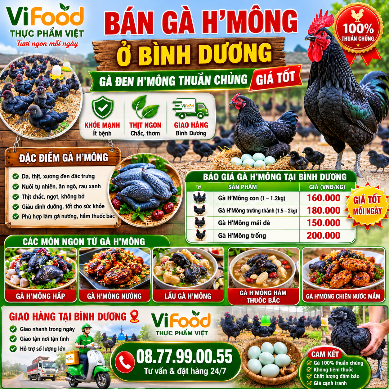 Bán Gà H'Mông Ở Bình Dương – Gà Đen H'Mông Thuần Chủng Giá Tốt