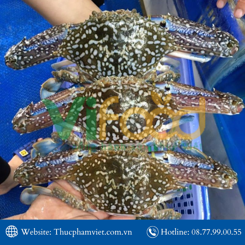 Nơi bán hải sản tươi sống tại Phường Tân Định