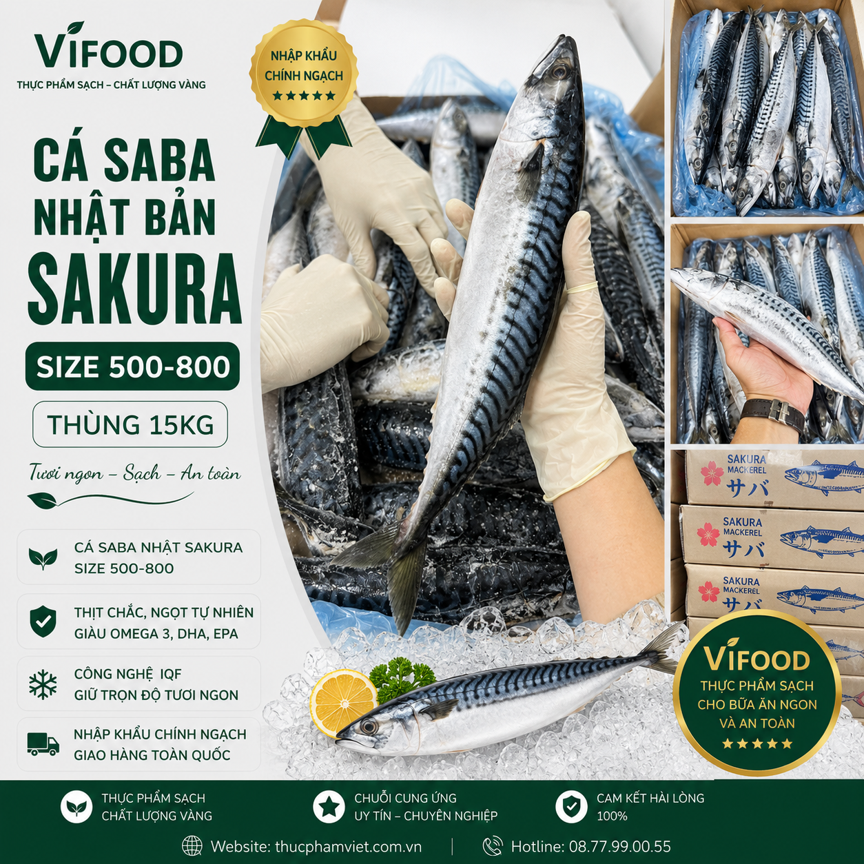 Cá Saba Nhật Sakura Size 500-800
