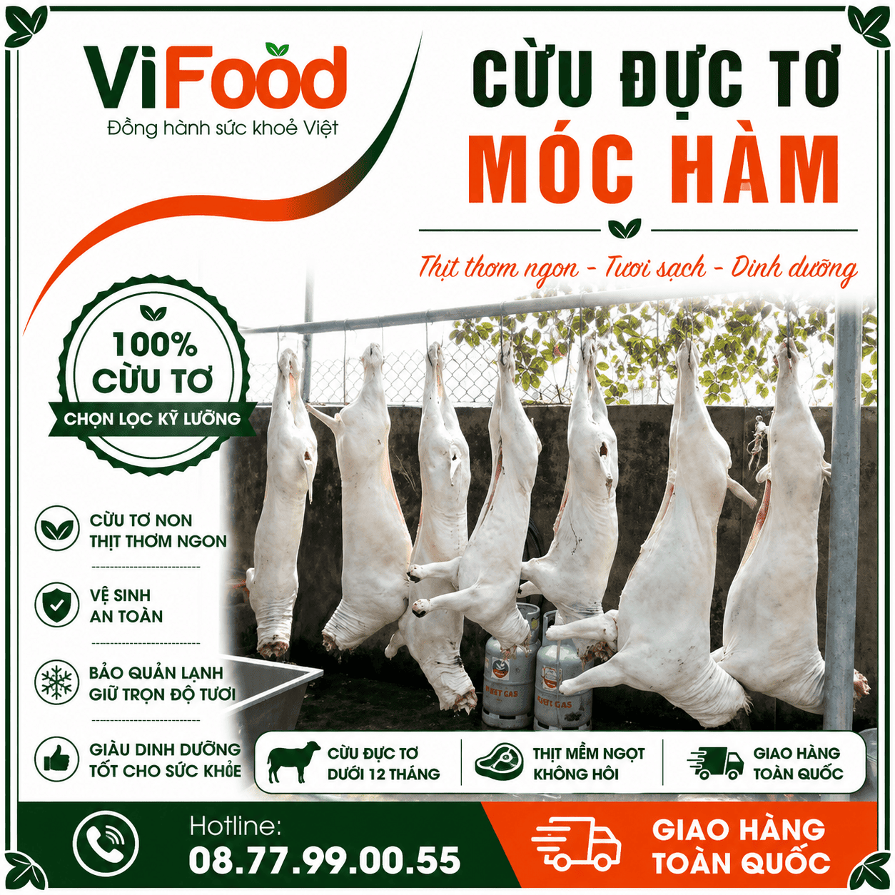 Cừu đực tơ móc hàm