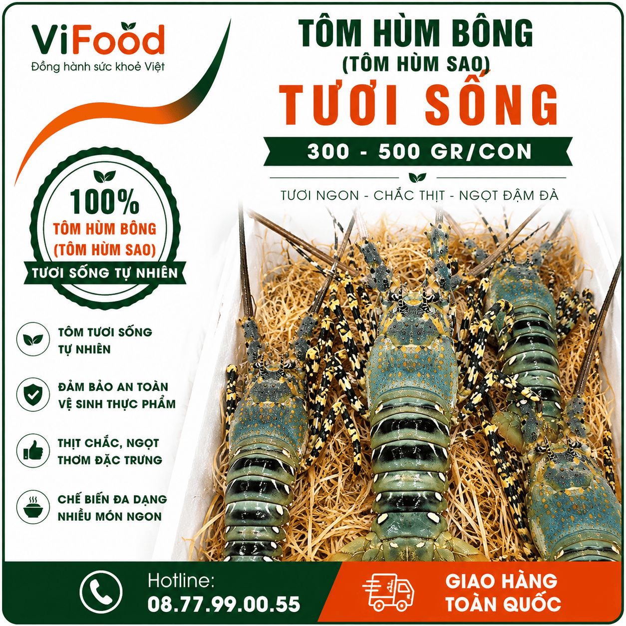 Tôm hùm bông (tôm hùm sao) sống 300-500 gr/con