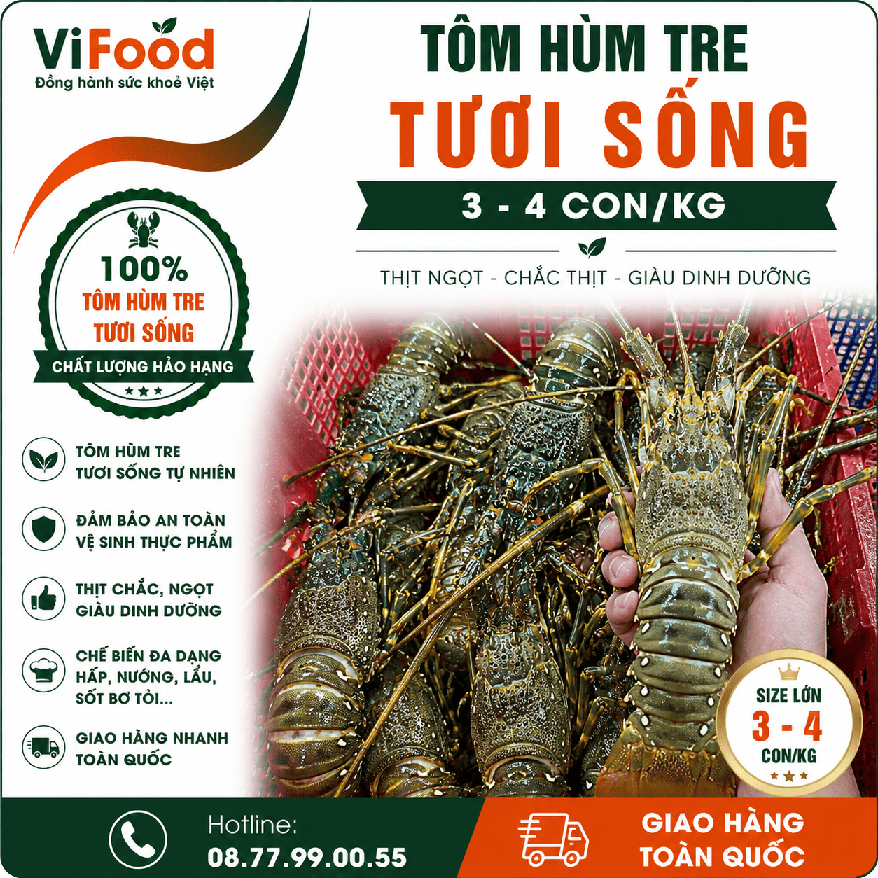 Tôm hùm tre sống 3-4 con/kg